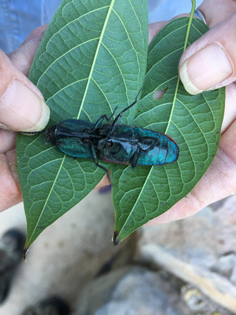 Large green and red Click Beetle